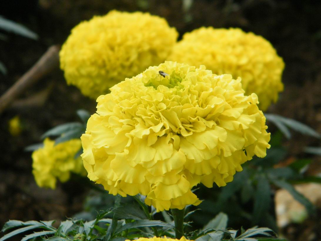 DSCF5009.jpg
