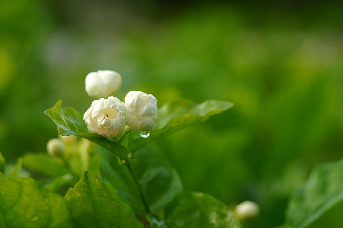 nEO_IMG_DSC06937.jpg