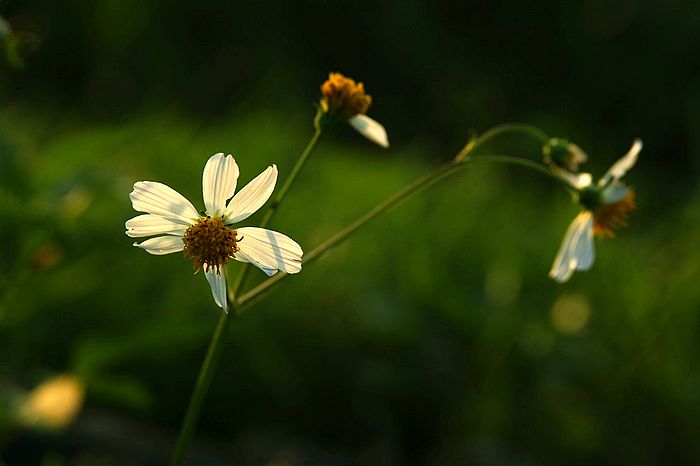 nEO_IMG_DSC07022.jpg