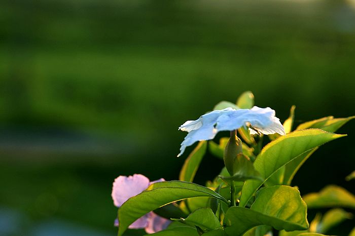 nEO_IMG_DSC07037.jpg