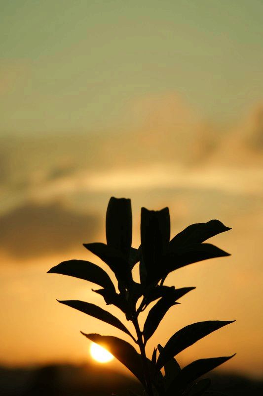 a9776586_s.jpg