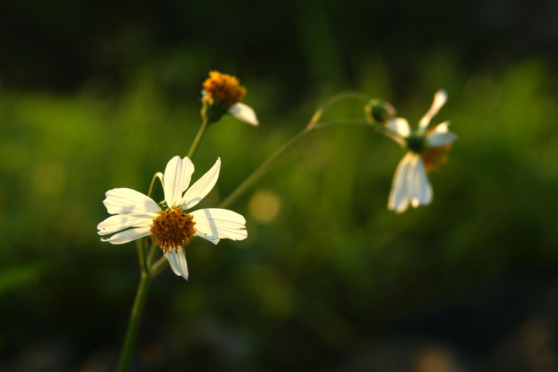 a9776235_s.jpg