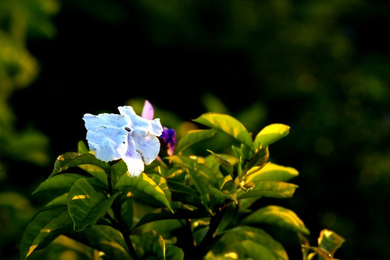 a9776324_s.jpg