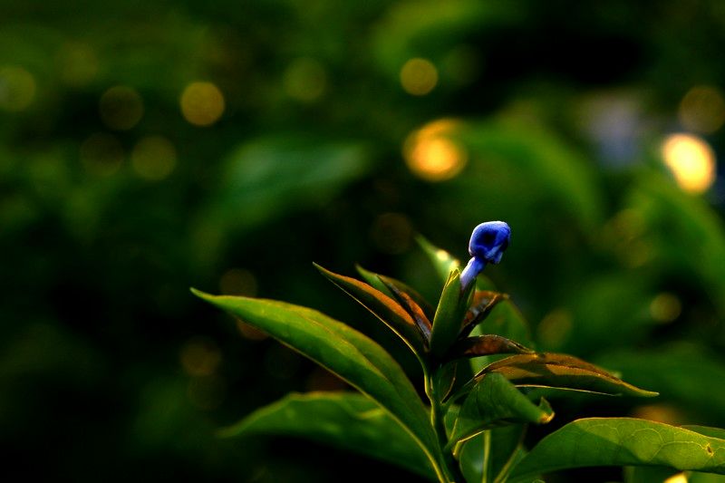 a9776412_s.jpg