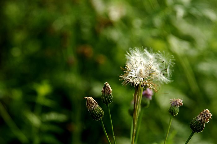 nEO_IMG_DSC07083.jpg
