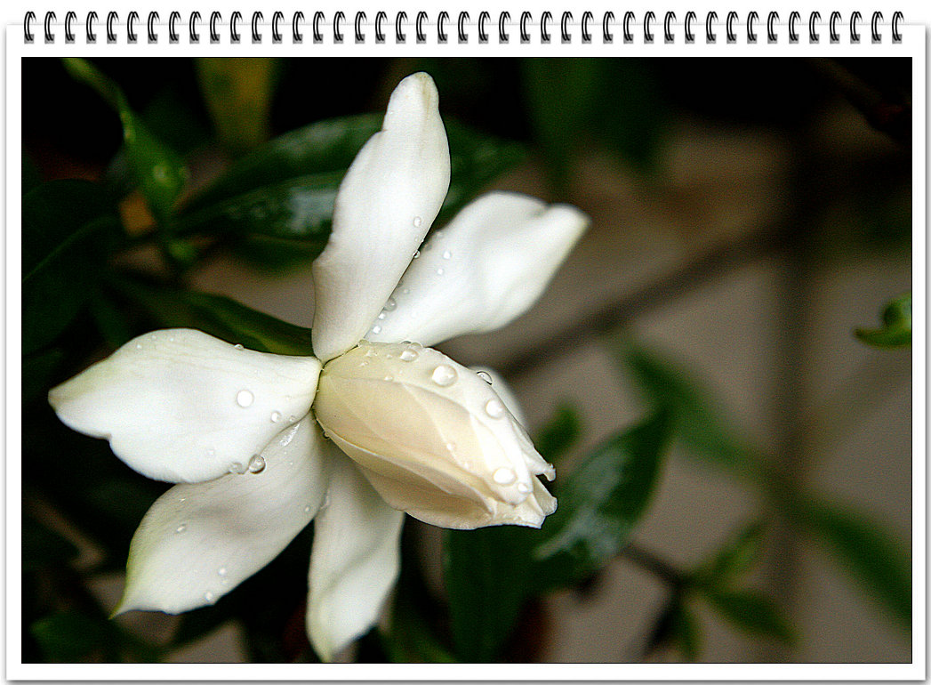 DSC09599_副本.JPG