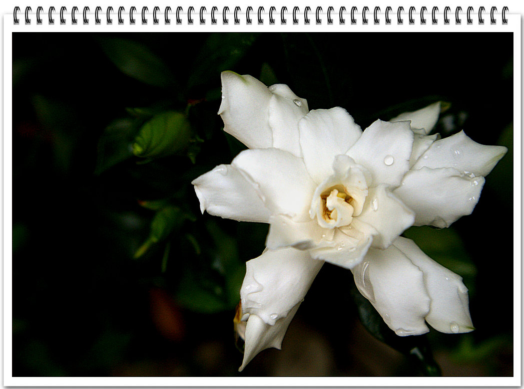 DSC09602.JPG