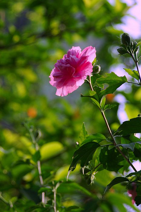 nEO_IMG_DSC08183.jpg