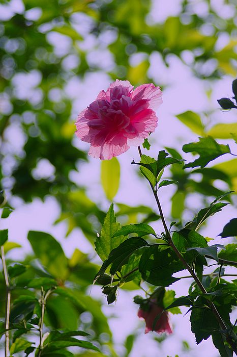 nEO_IMG_DSC08184.jpg