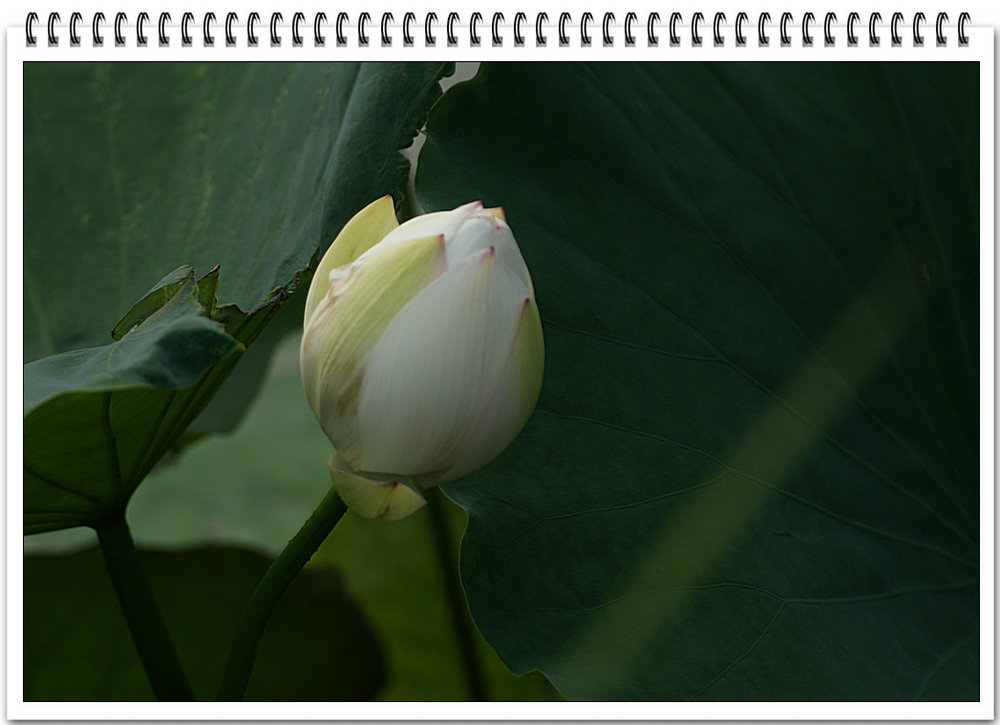 DSC01842.JPG