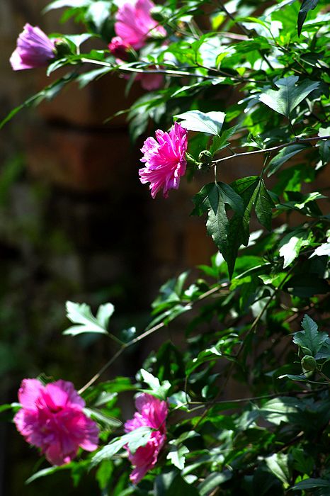 nEO_IMG_DSC08283.jpg