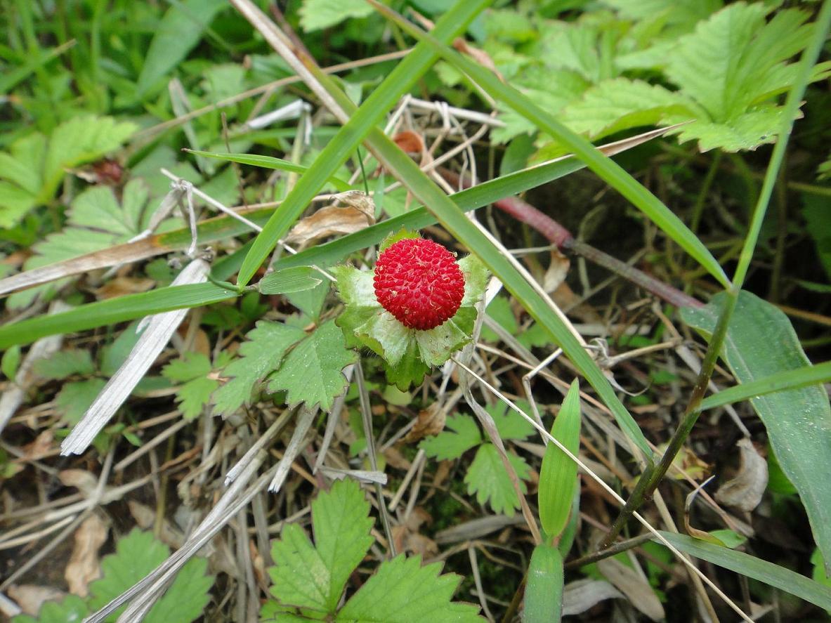 DSC00725.JPG