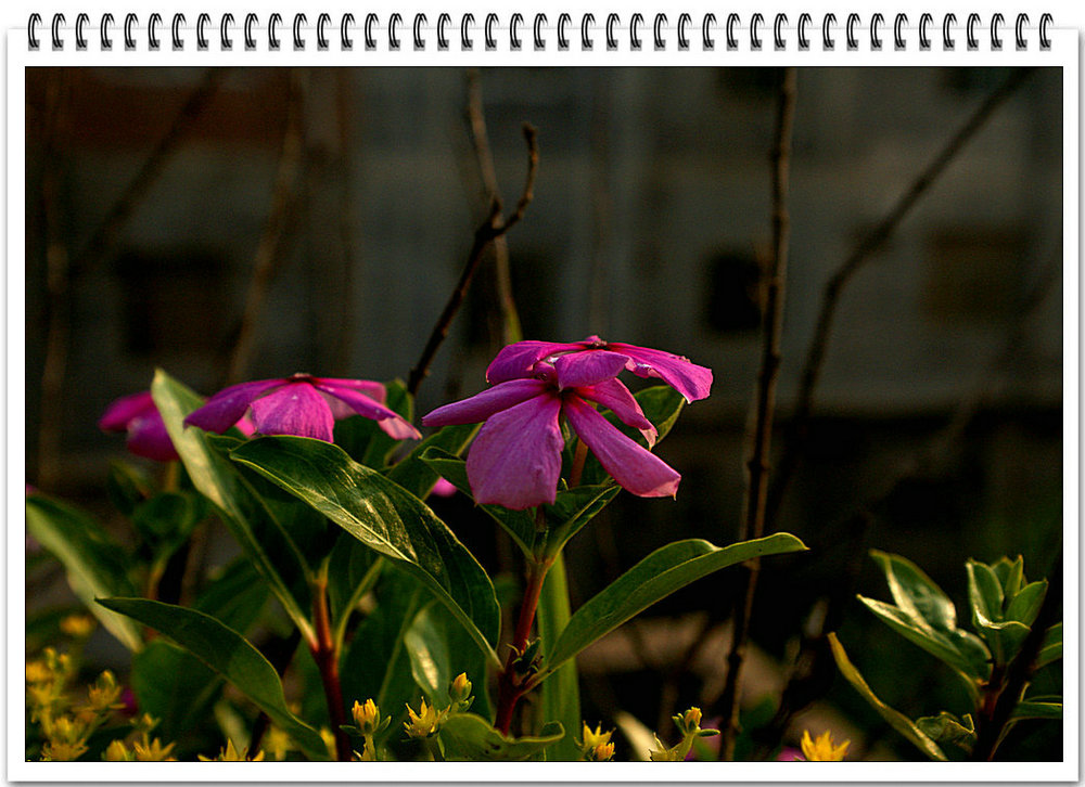 DSC02116.jpg