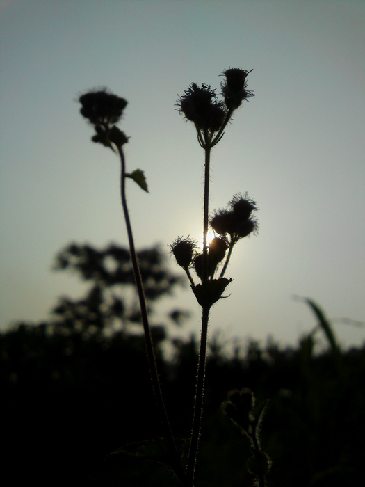 DSC01889.jpg