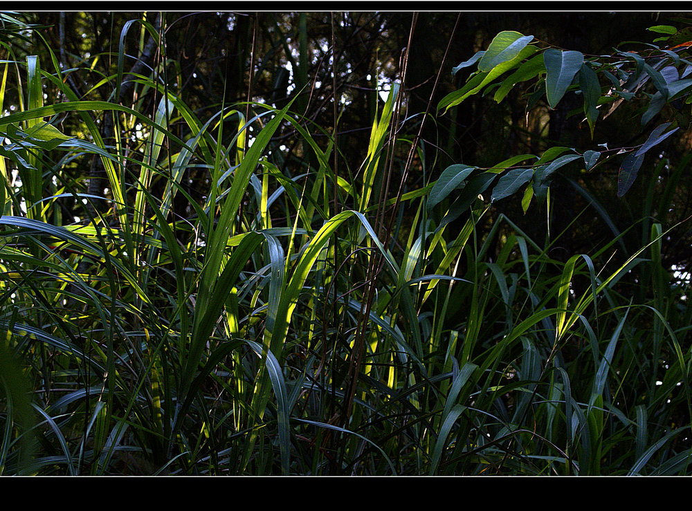 DSC02365.jpg