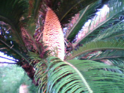 2010122143625736.jpg