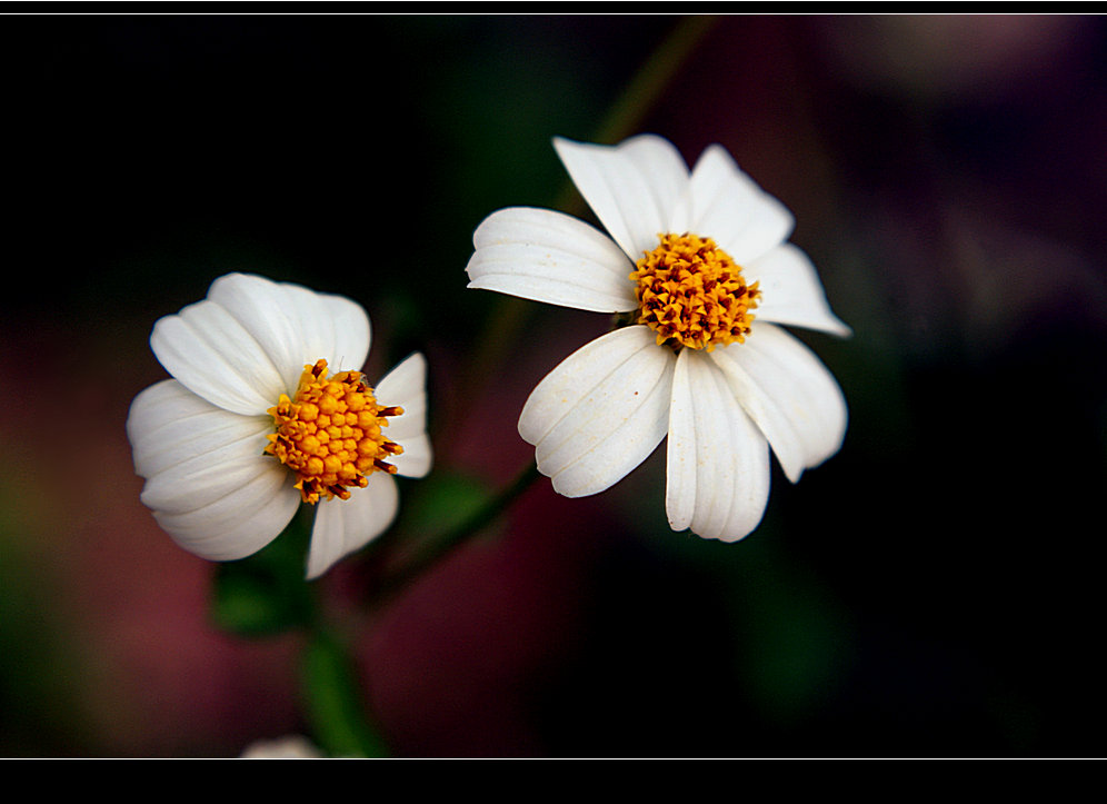DSC02774.jpg