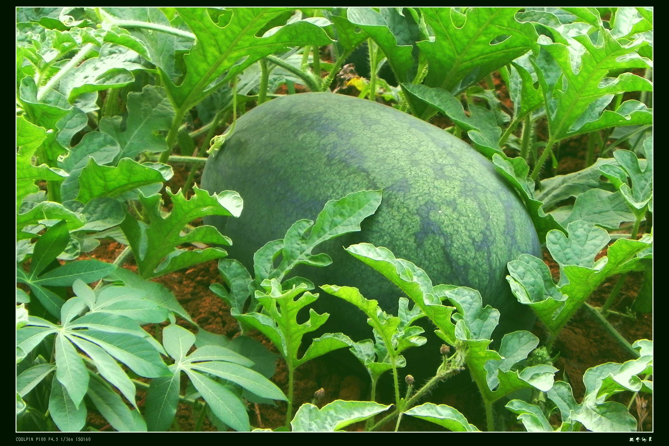 DSCN8715.JPG