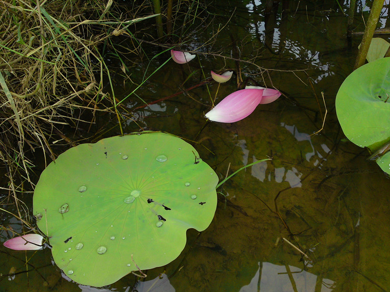 DSC06330_副本.jpg