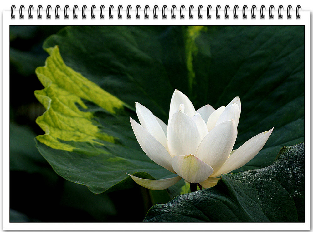 DSC02890.jpg