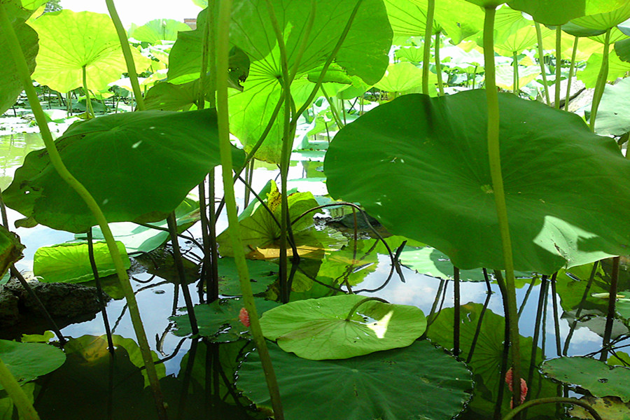 DSC01999_副本.jpg