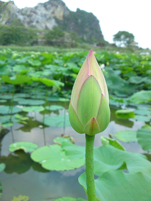 DSC01993_副本.jpg