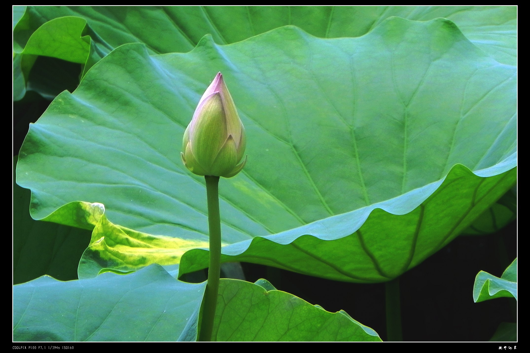 DSCN8750.JPG