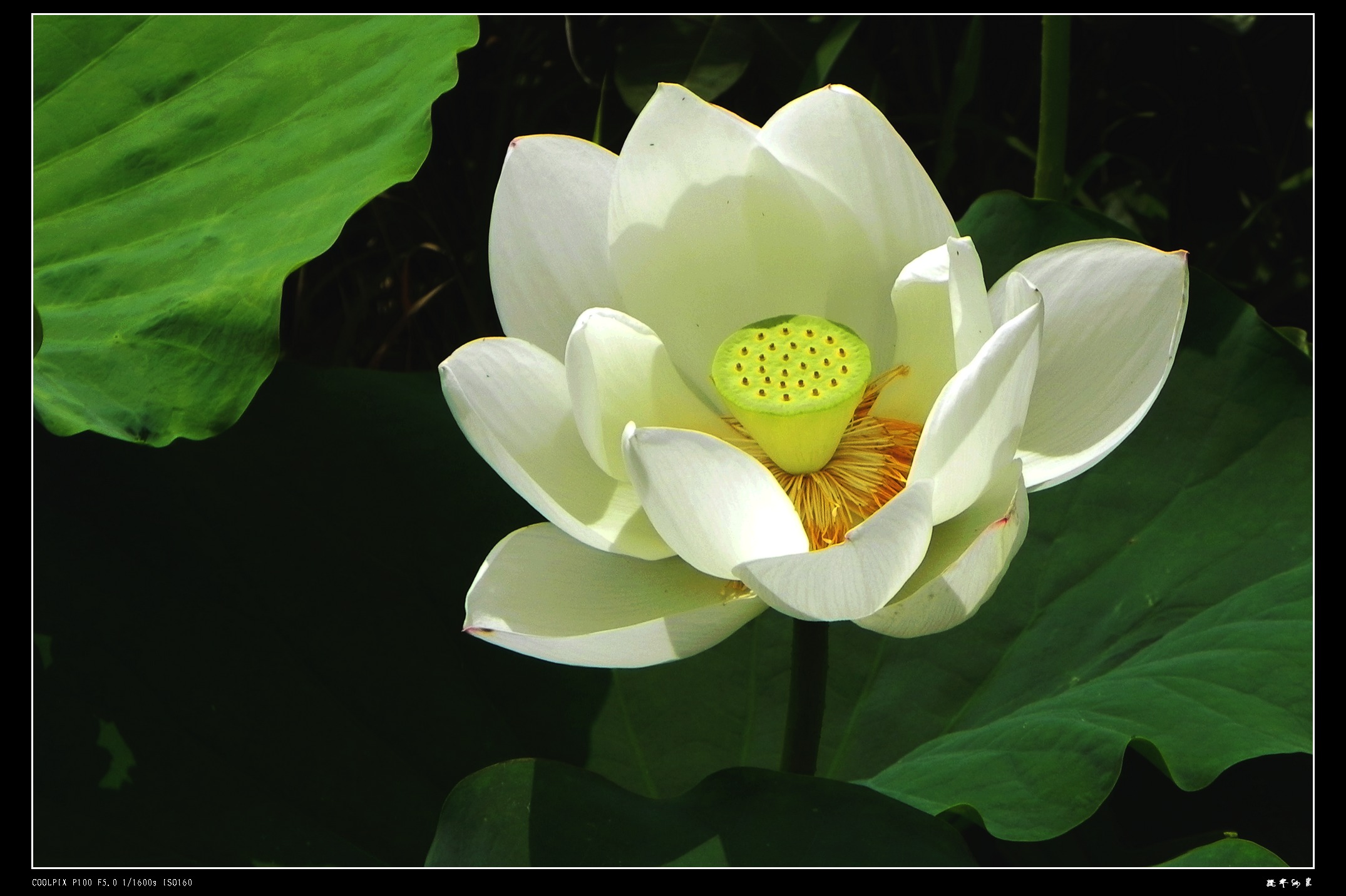 DSCN8771.JPG