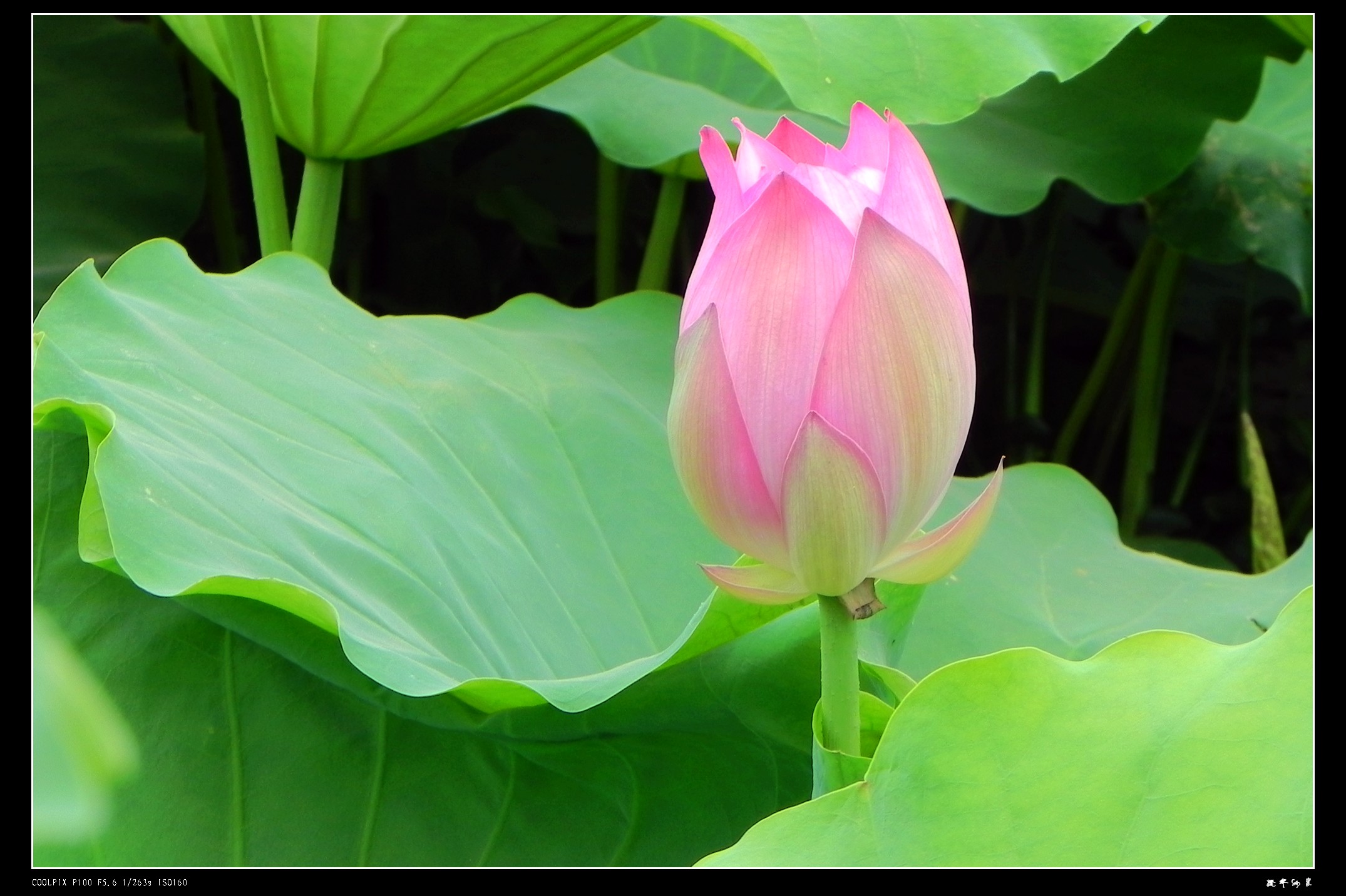 DSCN8823.JPG