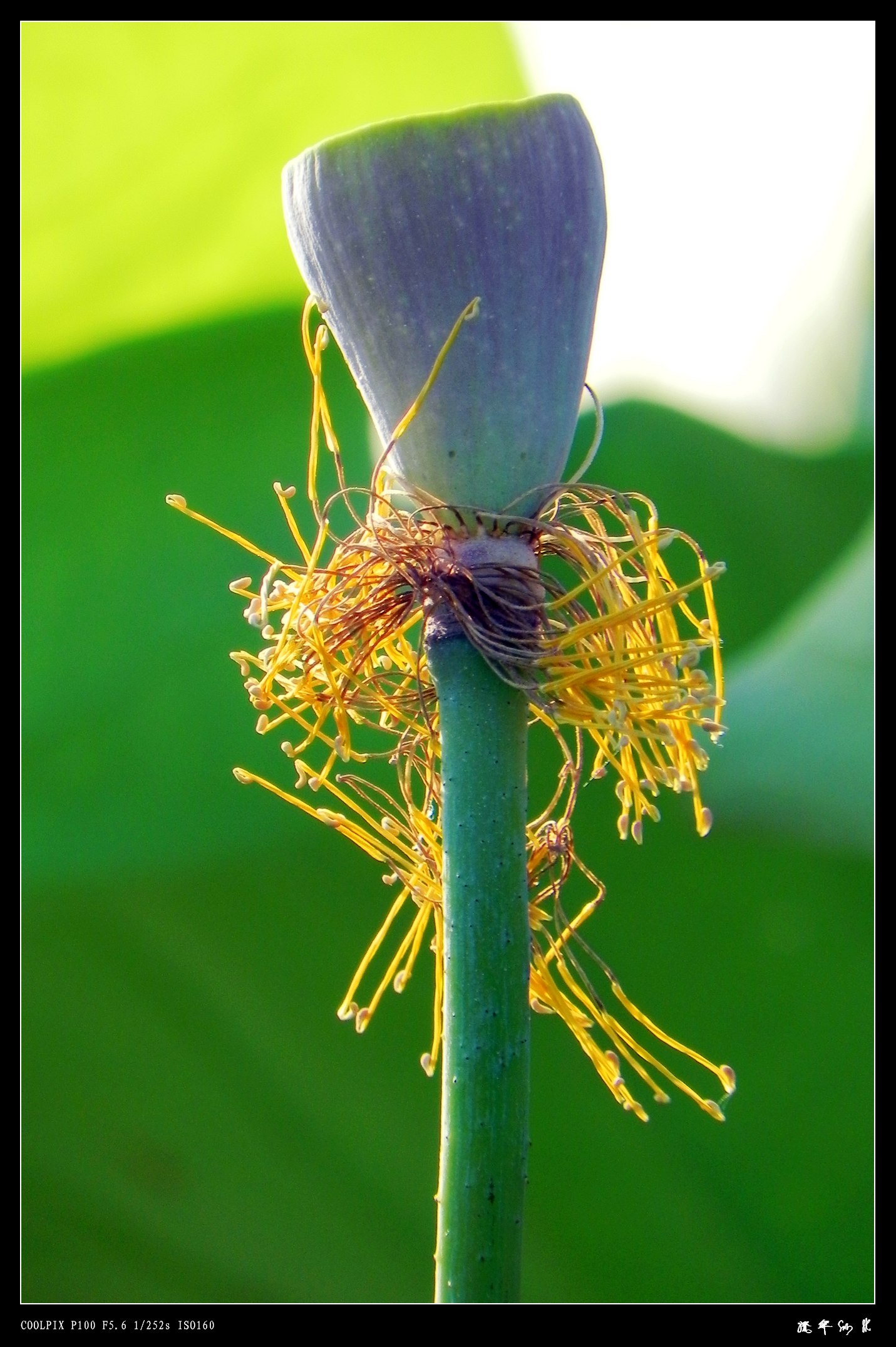 DSCN8974.JPG