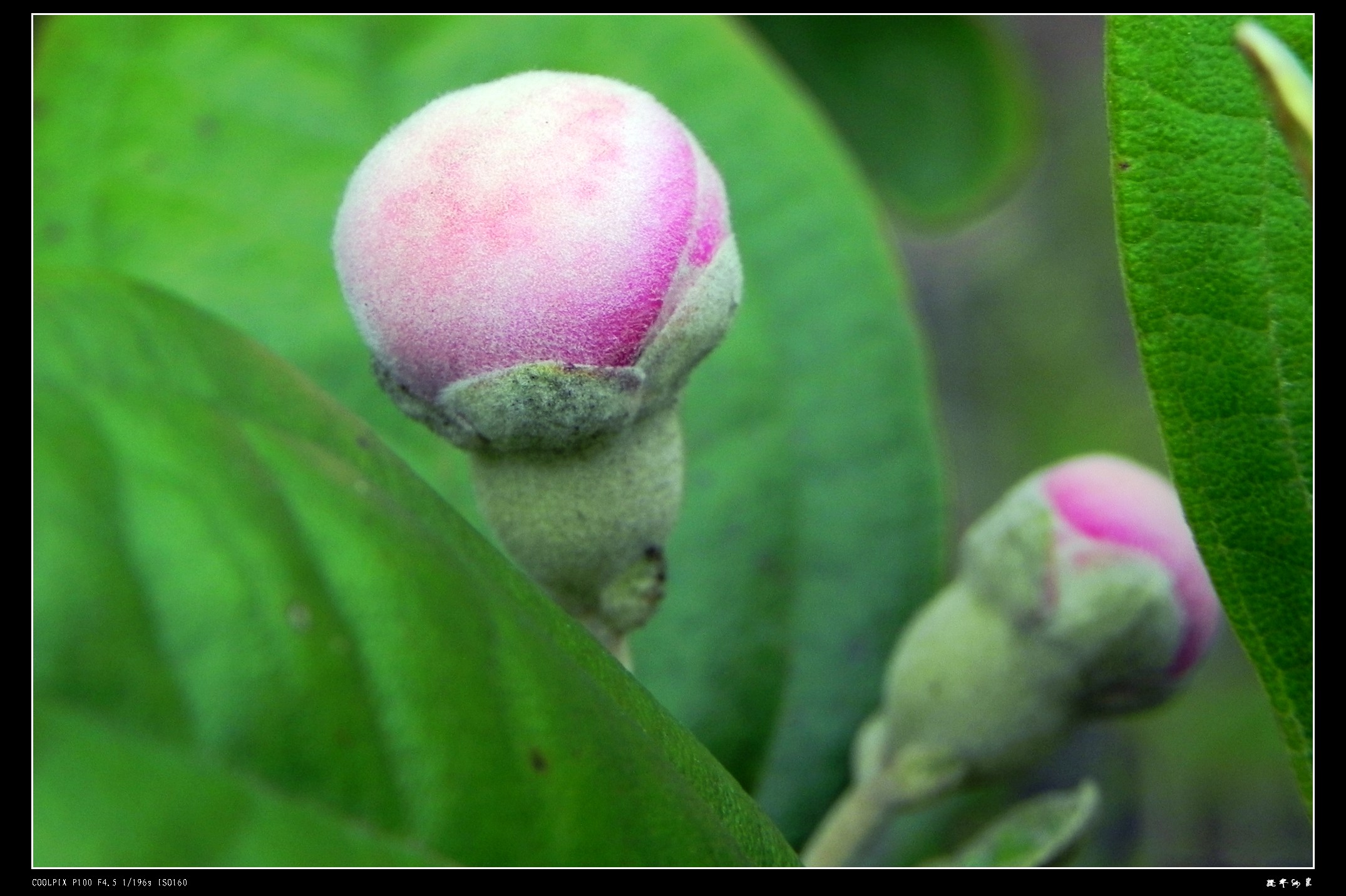 DSCN9061.JPG
