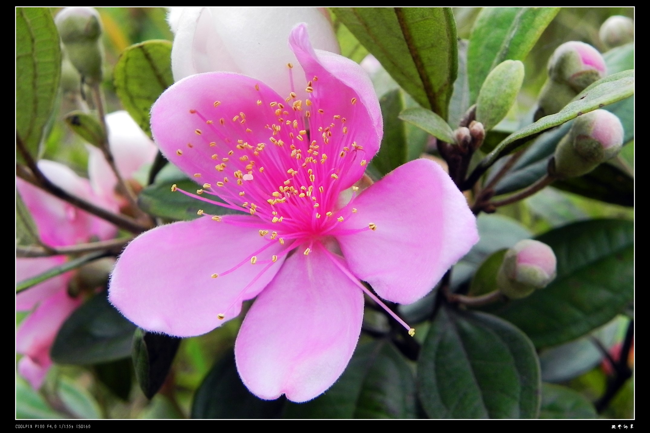 DSCN9064.JPG