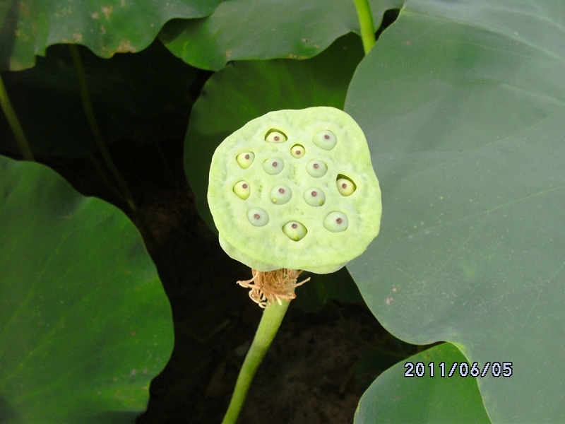 DSCK0862.JPG