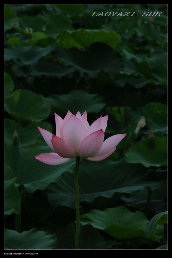 DSCF0641.jpg