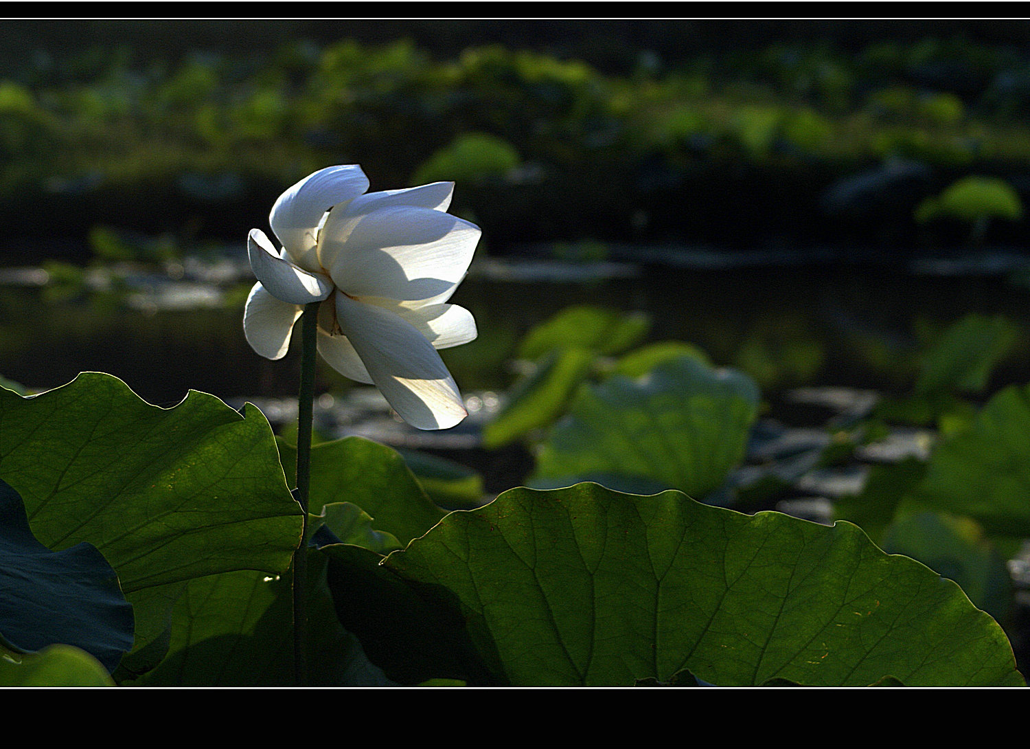 DSC04153.jpg
