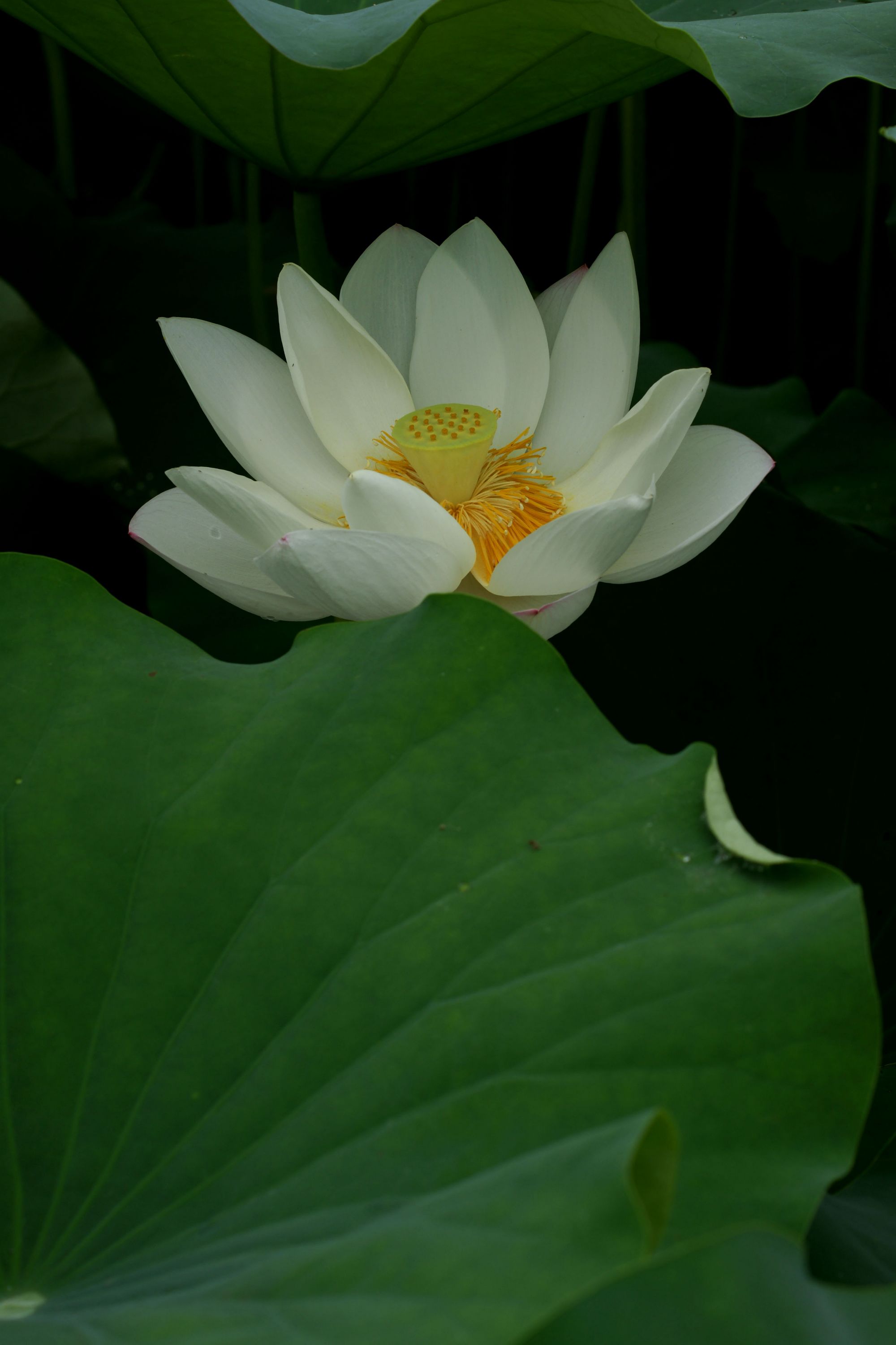 DSC01813.JPG