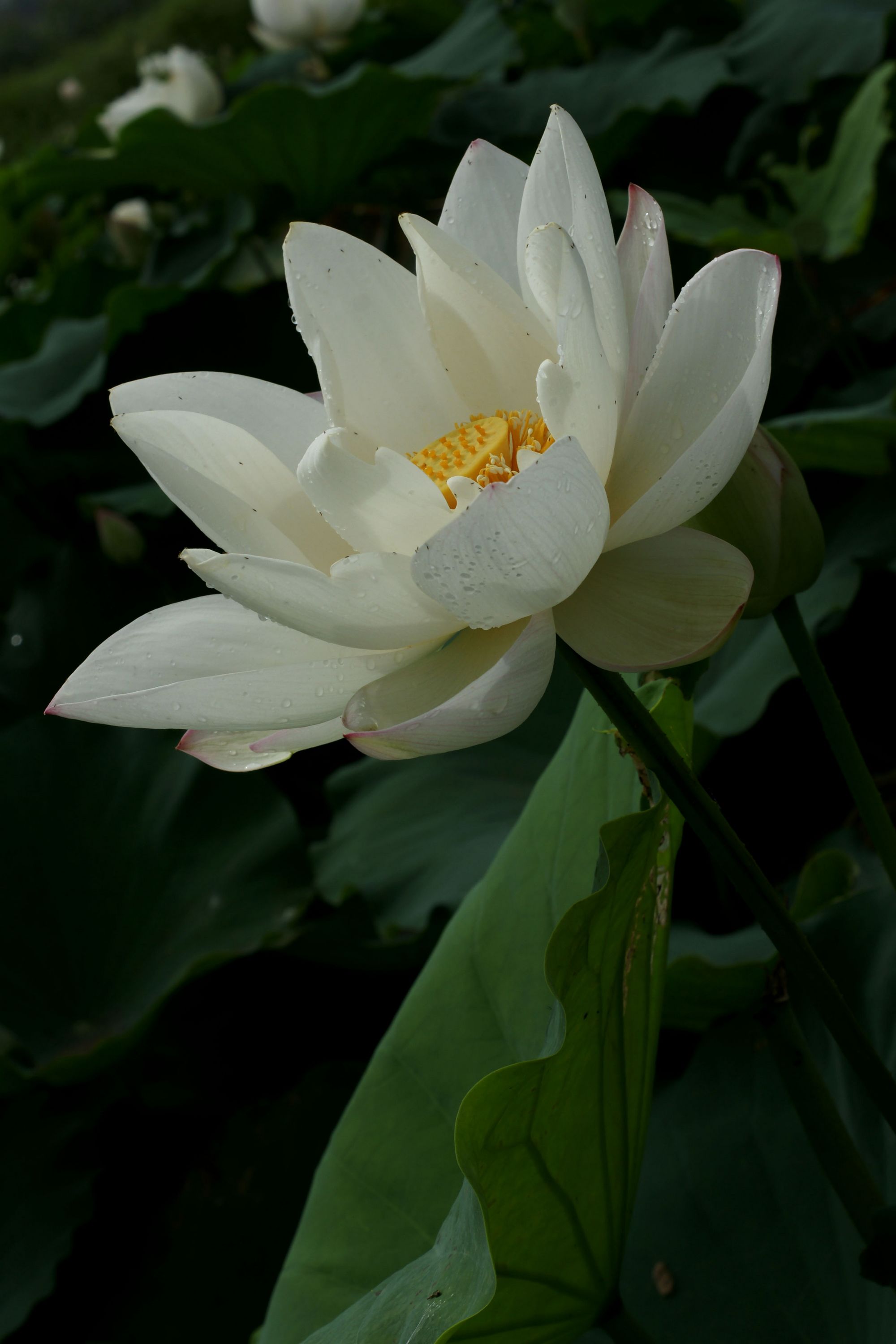 DSC01858.JPG