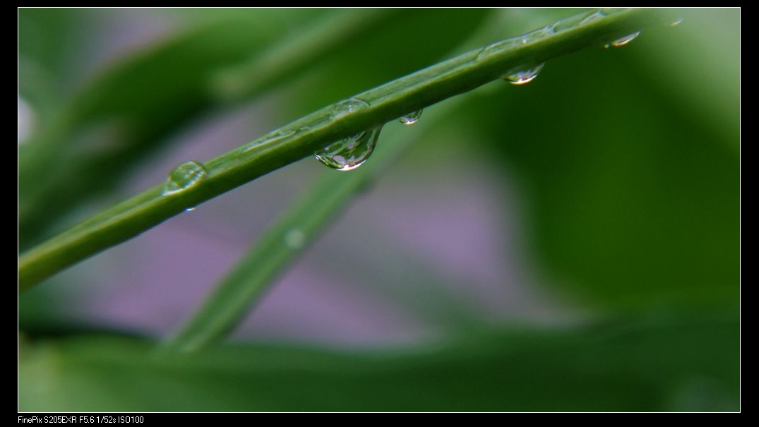 DSCF0781.JPG