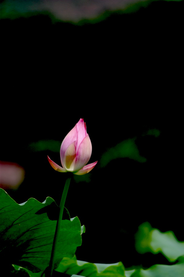 IMG_1039.jpg