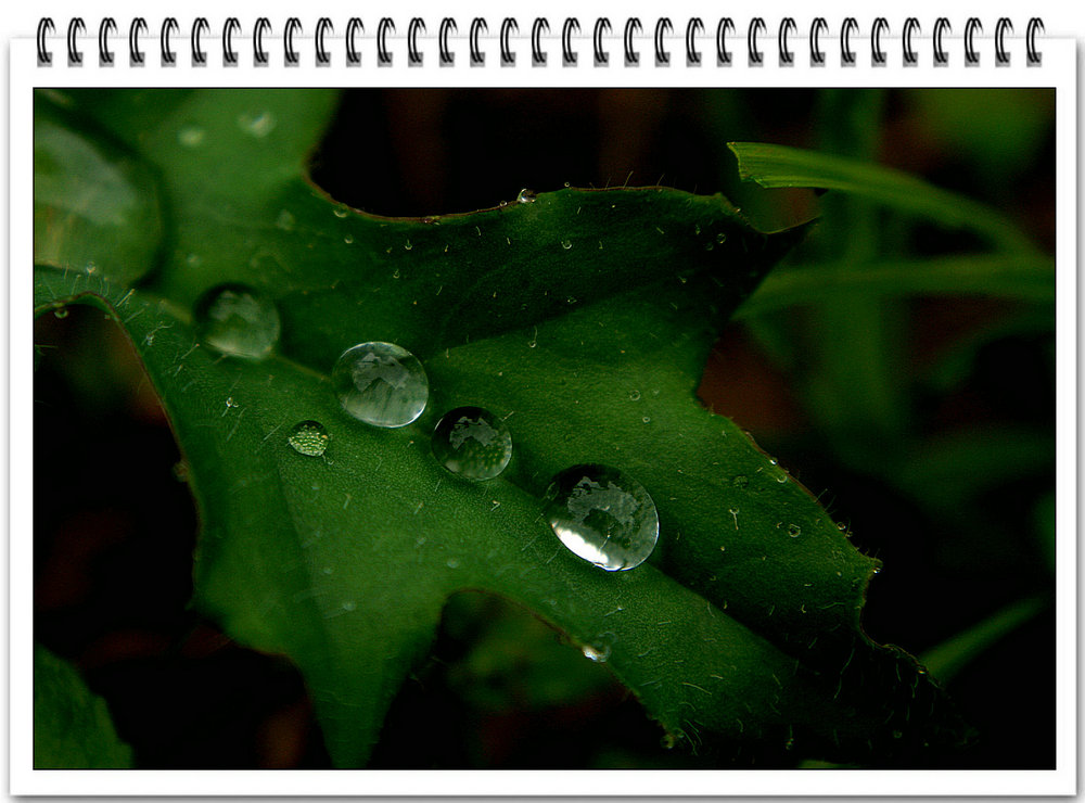 DSC05490.jpg