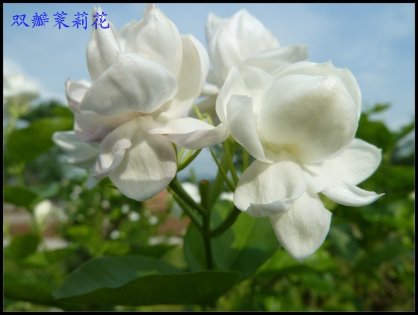 conew_p1050947.jpg