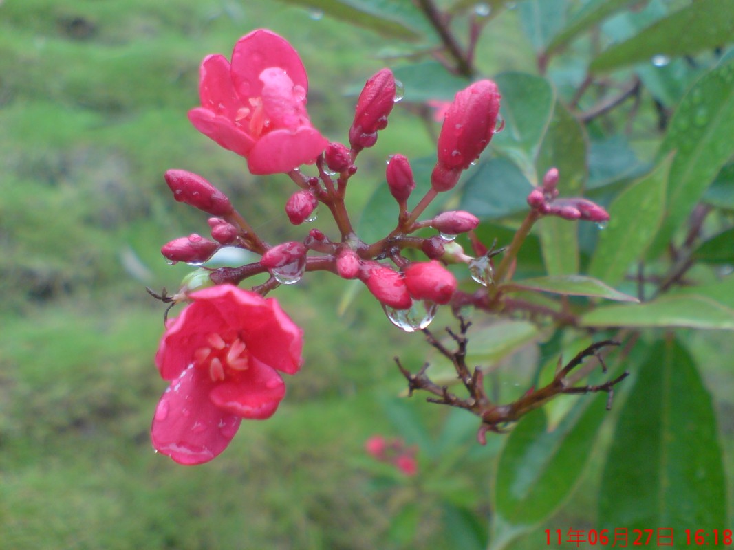 小红花.jpg