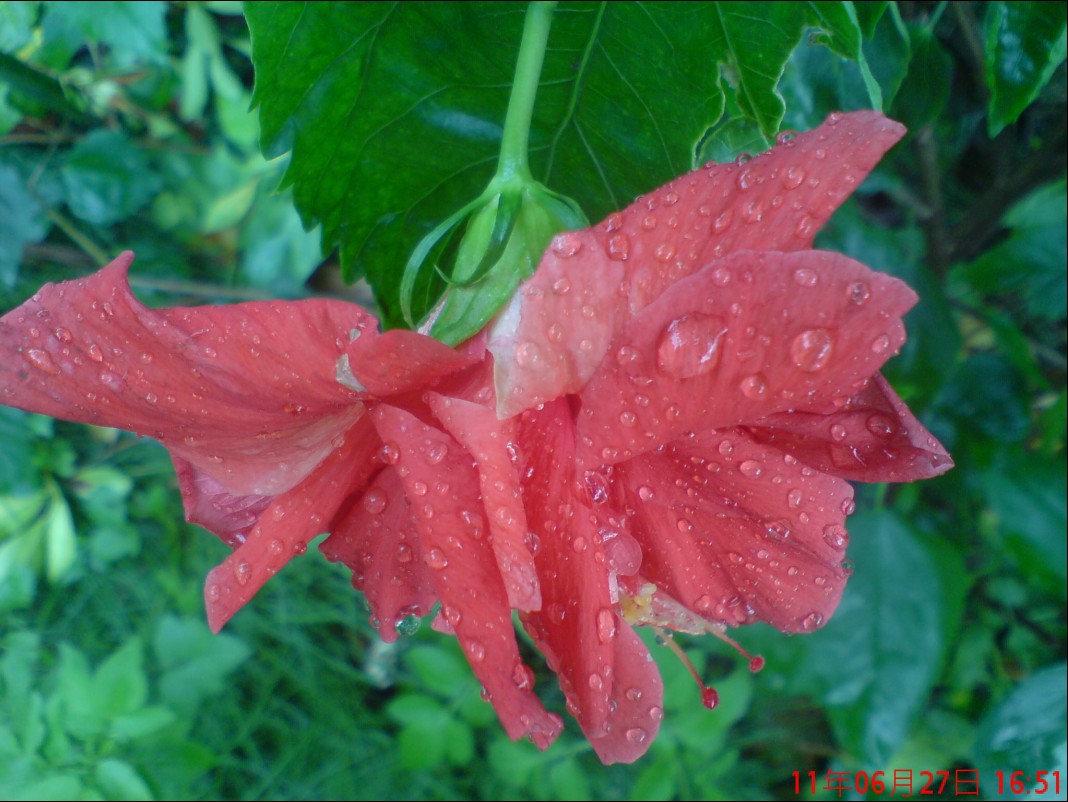 红花E.jpg