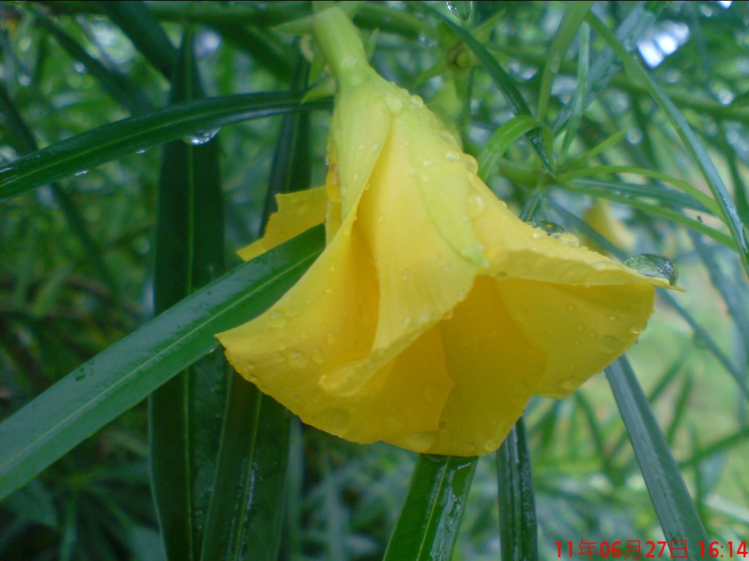 小黄花.jpg