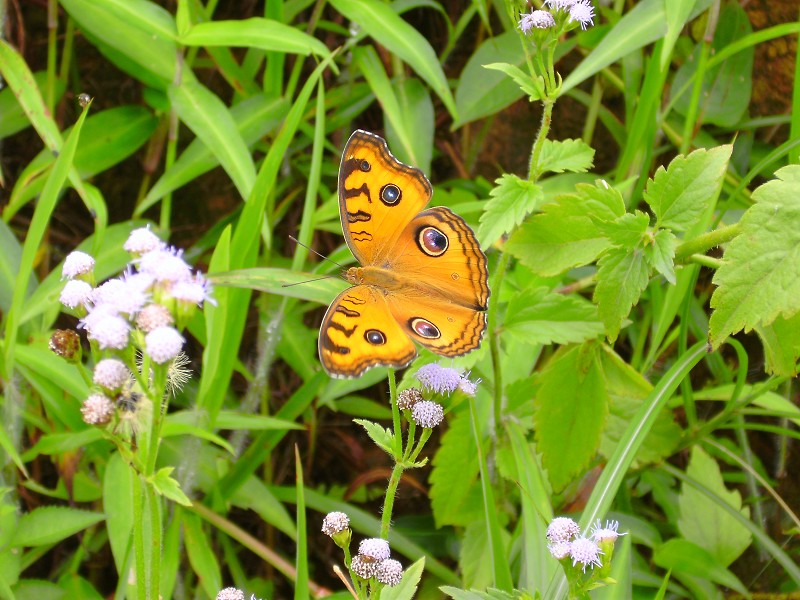DSCK1527.JPG