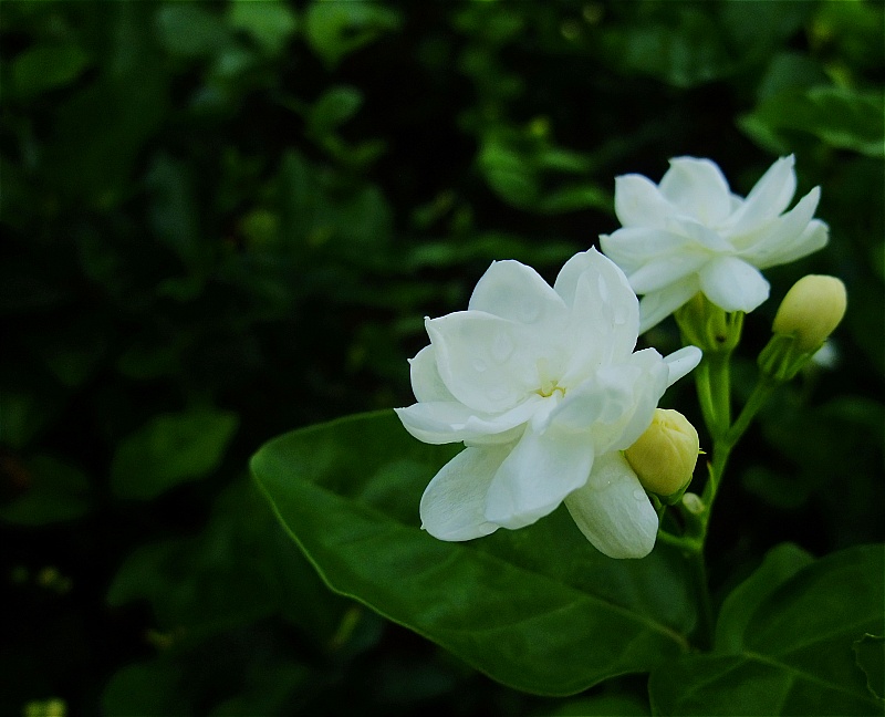 照片 246a.jpg