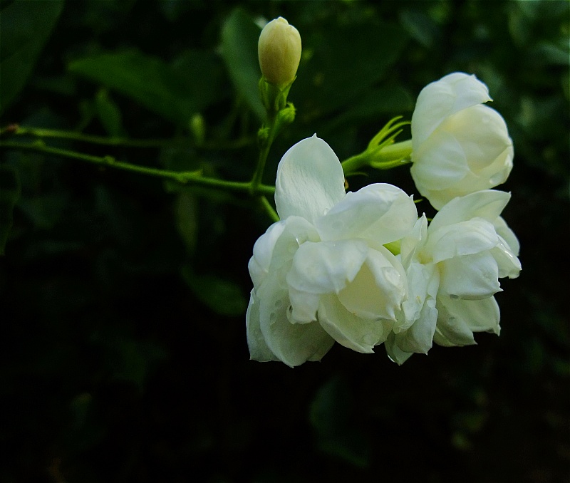 照片 253a.jpg