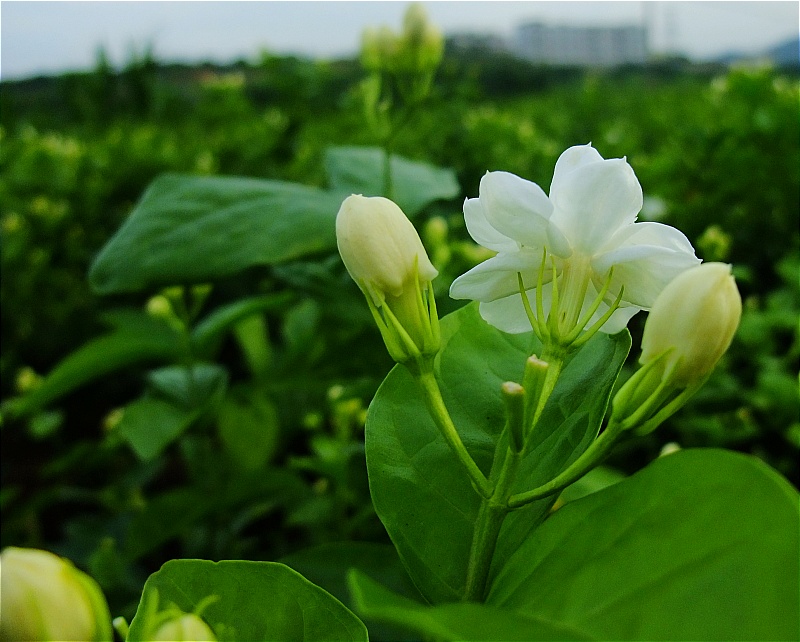 照片 252a.jpg