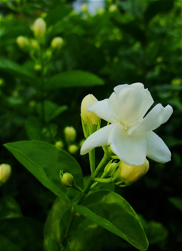 照片 257a.jpg