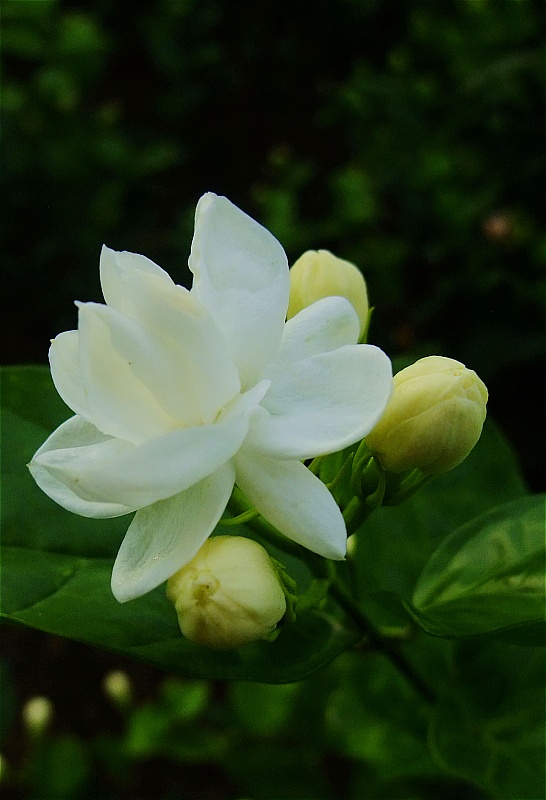 照片 265a.jpg